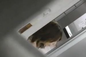 高清偷拍公司里的美女第十季